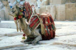 Egypt - Camel Resting