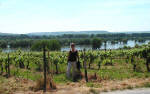 Germany - Vineyards