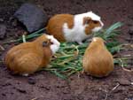 Peru - Guinea Pigs