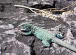 Saint Martin Lizard