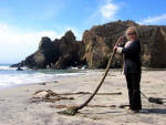 Big Sur Pfeiffer Beach Kelp