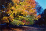 Brandywine Autumn