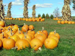 Brandywine Pumpkin Patch