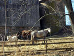 Brandywine Horse Farms