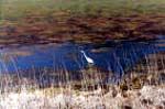 Chesapeake - Snowy Egret