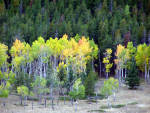 Denver Aspen Trees