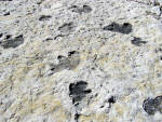 Denver - Dinosaur Tracks