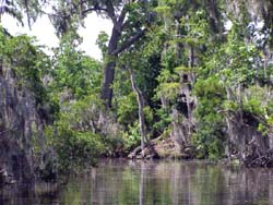 New Orleans Bayou