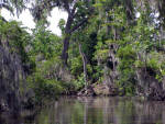 New Orleans Bayou