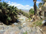 Palm Springs - Indian Canyons