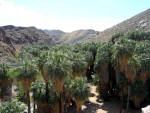 Palm Springs - Indian Canyons