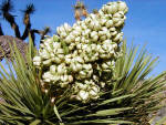 Joshua Tree National Forest