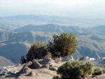 Joshua Tree National Forest View