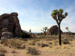 Joshua Tree National Forest