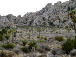 Joshua Tree National Forest