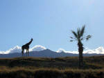 Living Desert