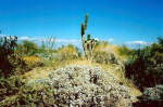 Palm Springs - Mohave Desert