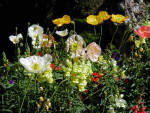 Palm Springs Poppies