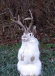 Jackalope