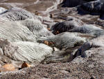 Petrified Forest