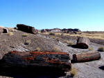 Petrified Forest