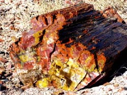 Petrified Wood from Petrified Forest
