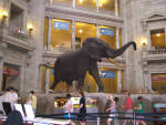 Washington DC - Smithsonian Museum of Natural History